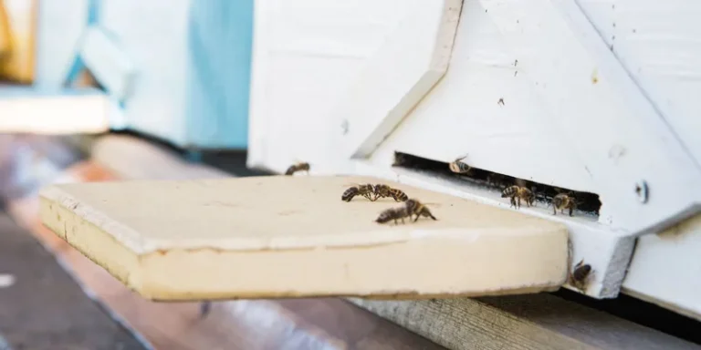 Bees entering a beehive