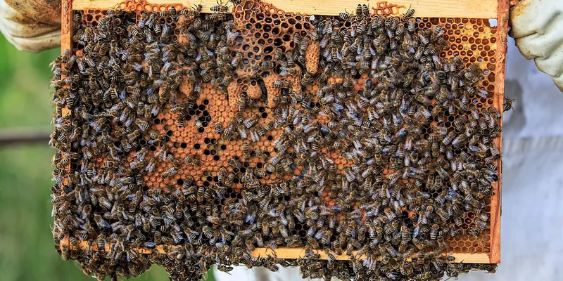 Detailed view of bees on a honeycomb frame held by beekeeper outdoors