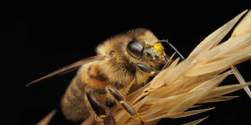Macro shot of a honey bee gathering pollen on wheat against a black background