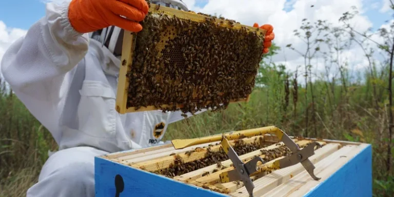 Beekeeper examining a honeycomb during daytime on a farm in Royse City, TX