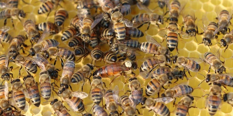 Detailed view of honeybees on a honeycomb with a queen bee at the center