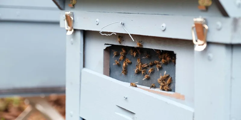 A detailed view of bees gathering on the entrance of a wooden beehive outdoors