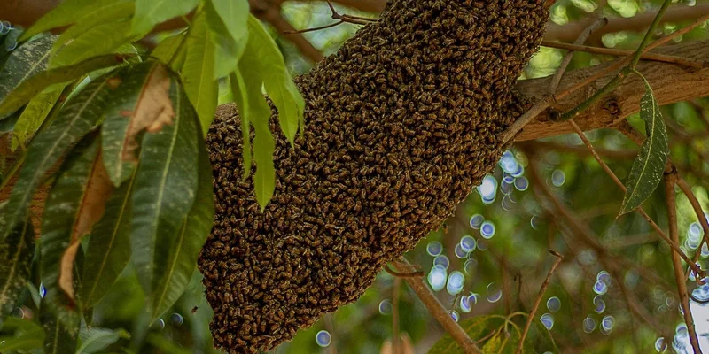 Close-up of a honey bee swarm on a tree branch in Daura, Nigeria