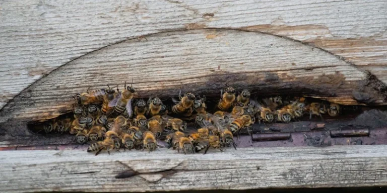 Close-up of honeybees gathering at a rustic beehive entrance in a wooden log