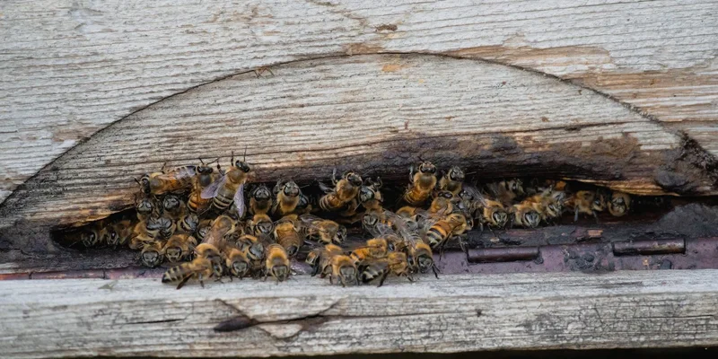 Close-up of honeybees gathering at a rustic beehive entrance in a wooden log