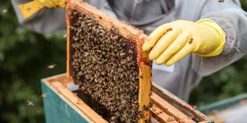 Beekeeper examining a honeycomb frame full of bees