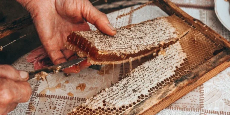 Close-up of hands cutting honeycomb from a frame. Rustic scene of fresh honey production