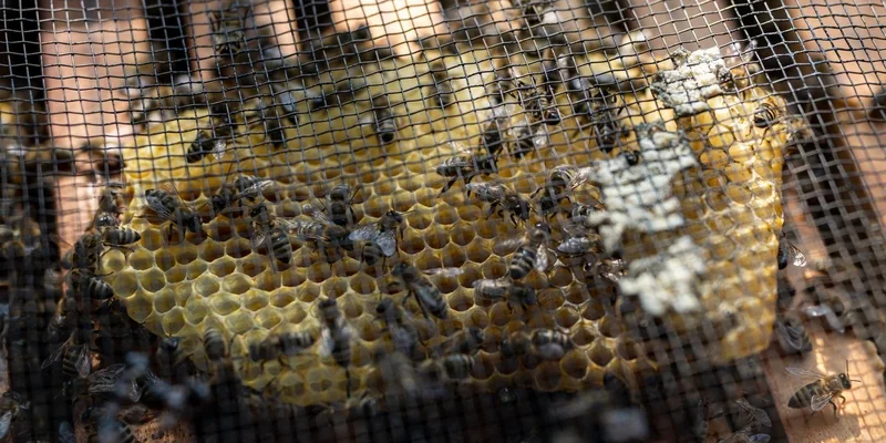 Detailed close-up of bees on a honeycomb through netting in Garešnica, Croatia