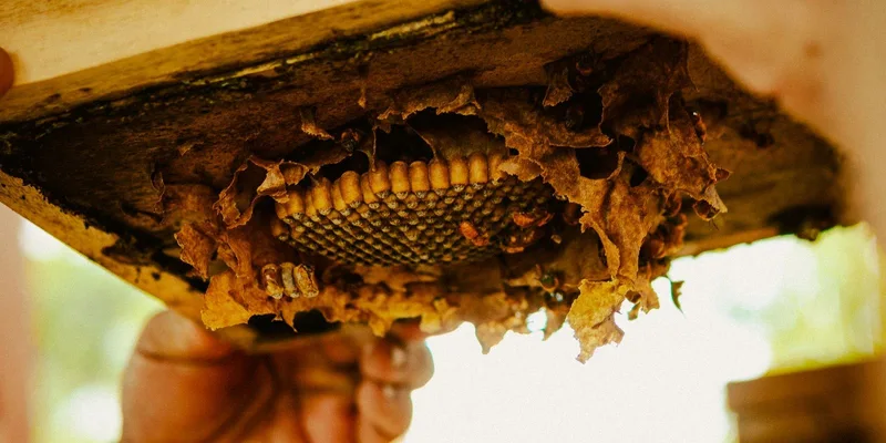 Bee Health and Varroa guides for backyard beekeepers