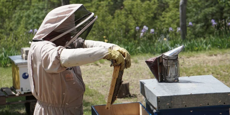 A beekeeper in a protective suit inspects a hive frame in an outdoor apiary
