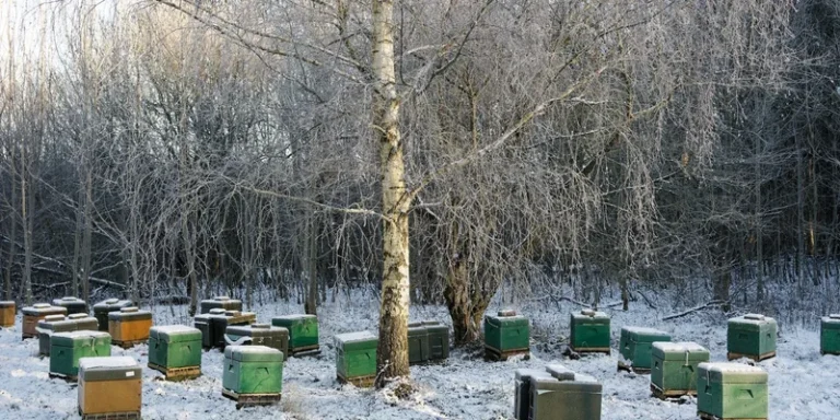Beehives covered in snow in a wintery forest setting in Brabrand, Denmark