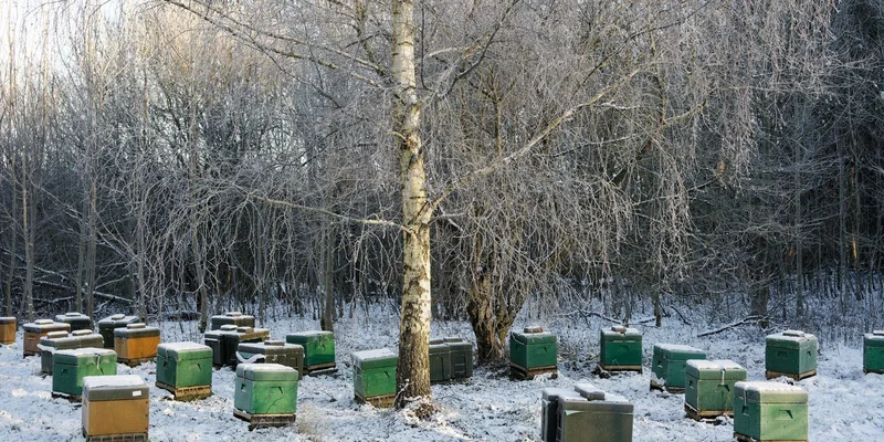 Beehives covered in snow in a wintery forest setting in Brabrand, Denmark