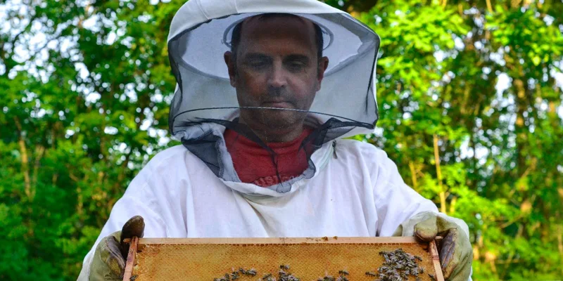 A beekeeper in protective gear examines a honeycomb frame full of bees in a sunny apiary