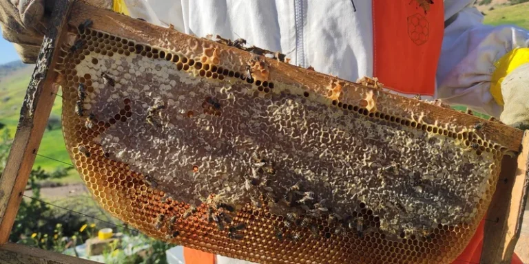 Close-up of a beekeeper inspecting a honeycomb frame outdoors in Morocco